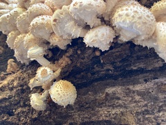 Pholiota