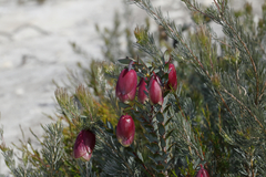 Pimelea physodes