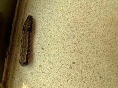 Spodoptera litura