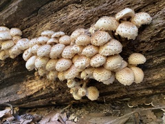 Pholiota