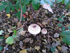 Agaricaceae