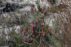 Pimelea physodes