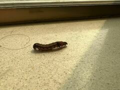 Spodoptera litura