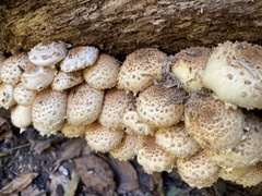 Pholiota