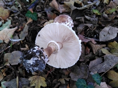 Agaricaceae