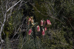 Pimelea physodes