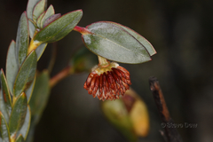 Pimelea physodes