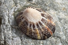 Cellana tramoserica
