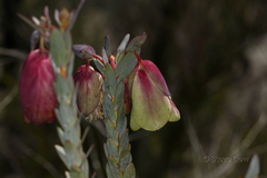 Pimelea physodes