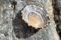 Cellana tramoserica