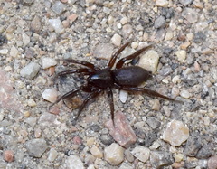 Gnaphosidae