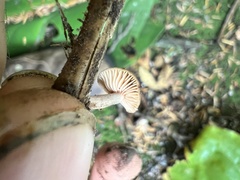 Lactarius occidentalis