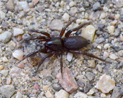 Gnaphosidae