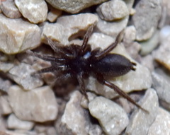 Gnaphosidae
