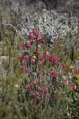 Pimelea physodes