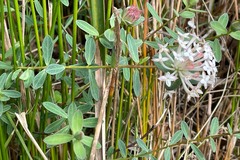 Pimelea ligustrina