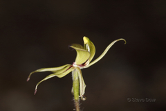 Caladenia brevisura