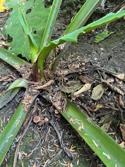 Lactarius occidentalis