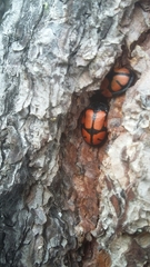 Ogdoecosta biannularis