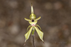 Caladenia brevisura