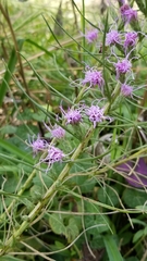 Liatris bracteata