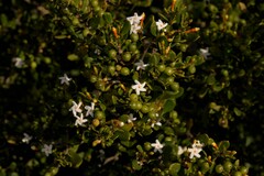 Alyxia buxifolia