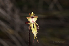 Caladenia brevisura