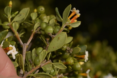 Alyxia buxifolia