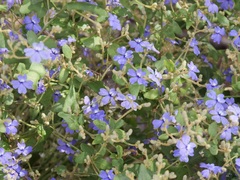 Dampiera hederacea