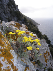 Aurinia leucadea