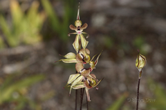 Caladenia brevisura