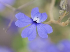 Dampiera hederacea
