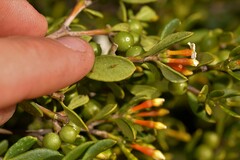 Alyxia buxifolia