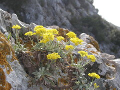 Aurinia leucadea