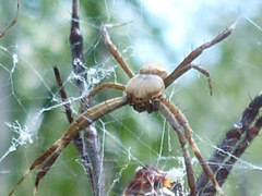 Argiope radon