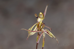 Caladenia brevisura
