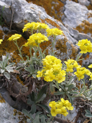 Aurinia leucadea