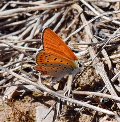 Lycaena thersamon