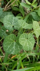 Aristolochia fimbriata