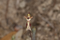 Caladenia brevisura