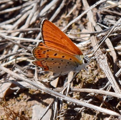 Lycaena thersamon