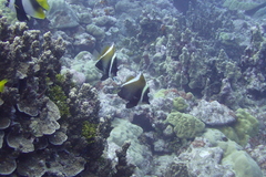 Heniochus varius