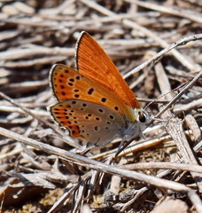 Lycaena thersamon