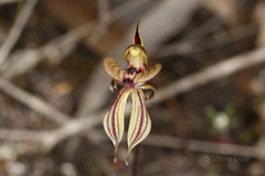 Caladenia brevisura