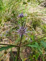Eryngium pinnatifidum
