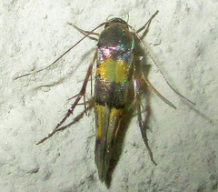 Stathmopoda