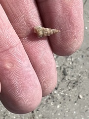 Cerithideopsis scalariformis