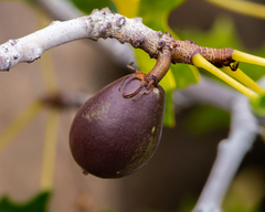 Vasconcellea chilensis