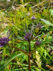 Eryngium pinnatifidum