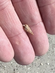 Cerithideopsis scalariformis